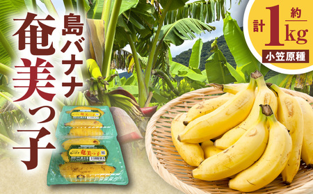oii qi } j 1kgi 500g × 2P j A037-033 Ԍ  oii Ԃ Z Â  t[c ʕ ʎ fU[g ͂ H ̕󍇓 ӂ邳Ɣ[ 