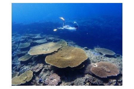 ボートシュノーケリング体験(1名様) - シュノーケリング 体験 ボート サンゴ 熱帯魚 海 鹿児島 奄美大島 1名 ひとり 要予約