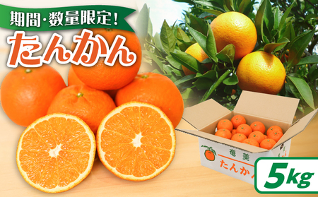 【 2026年度 先行予約 】たんかん 5kg A021-027 期間 数量 限定 タンカン 甘い 糖度12度前後 みずみずしい 果汁たっぷり 柑橘 旬 冬 果物 フルーツ サイズ おまかせ 奄美大島 安田商店 ふるさと納税 鹿児島 奄美市 おすすめ ランキング プレゼント ギフト