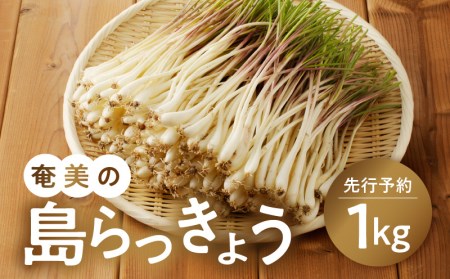 [先行予約]奄美の島らっきょう - 1kg 露地栽培 おつまみ 天ぷら おかか和え 奄美産