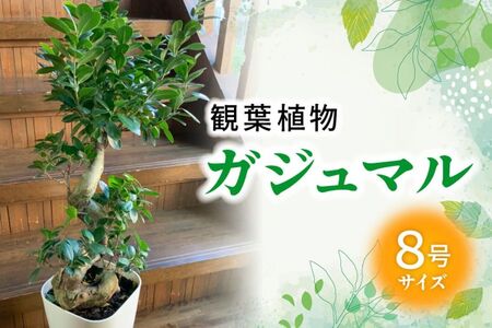 観葉植物 ガジュマル1鉢