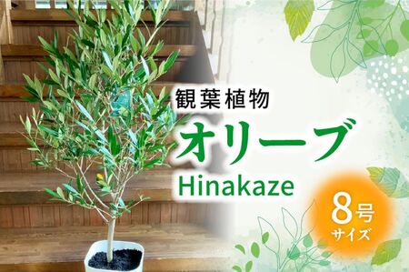 観葉植物 オリーブ(ひなかぜ)1鉢