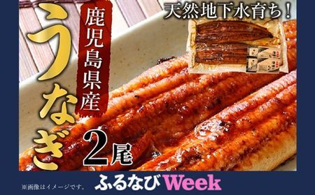 062-3-03-1 [ふるなびWEEK対象]天然地下水育ち!鹿児島県産うなぎ蒲焼2尾