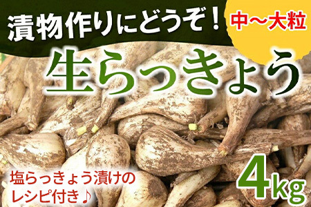 漬物作りに!生らっきょう(中〜大粒)4kg