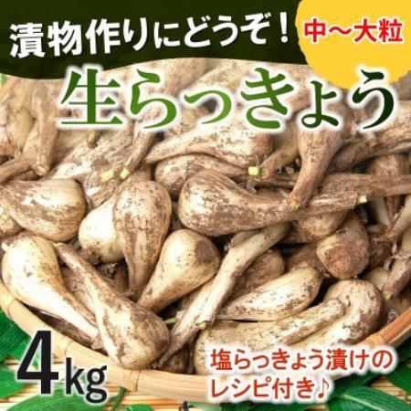 漬物作りに!生らっきょう(中～大粒)4kg【配送不可地域：離島】【1739737】