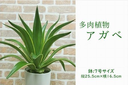 アガベ 検索結果 ふるさと納税サイト ふるなび