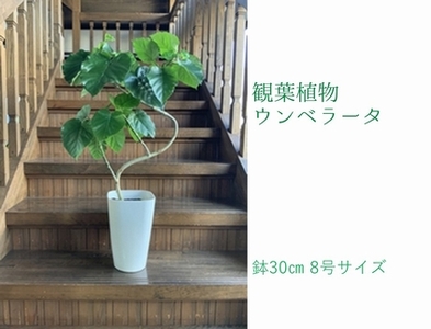 観葉植物 ウンベラータ8号サイズ1鉢