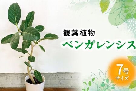 観葉植物 ベンガレンシス7号サイズ1鉢