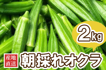 産地直送 朝採れオクラ