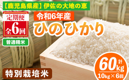 isa517-A [定期便6回] [普通精米]令和6年産 鹿児島県伊佐産 特別栽培ひのひかり(計60kg・10kg×6ヵ月) 国産 白米 精米 伊佐米 お米 米 生産者 定期便 ひのひかり 新米[Farm-K]