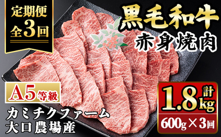 isa848 [定期便3回]鹿児島県(カミチクファーム 大口農場)産 黒毛和牛赤身焼肉(計1.8kg) 黒毛和牛 赤身 焼肉 和牛 国産牛 高級肉 A5 ランク 雌牛 牛肉 用 BBQ バーベキュー アウトドア キャンプ 高タンパク 冷凍 小分け [お肉の直売所 伊佐店]