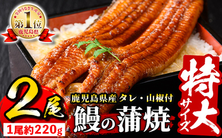 s729 ＼特大サイズ/ 鹿児島県産 鰻蒲焼真空セット!(計約440g・約220g×2尾) タレ・山椒付! 鹿児島 九州産 国産 うなぎ ウナギ 鰻 土用の丑の日 蒲焼き うな重 ひつまぶし 冷凍 [薩摩川内鰻]
