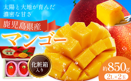 鹿児島県産 マンゴー 化粧箱入り 2玉 2L よしたか農園[5月上旬‐5月下旬頃出荷]鹿児島県 さつま町 マンゴー 果物 フルーツ 送料無料