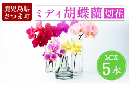 s098 [期間限定]ミディ胡蝶蘭切花(MIX5本セット) さつま町 特産品 胡蝶蘭 植物 花 フラワー MIX ミックス 観賞用 ギフト 贈答 贈り物 プレゼント[日野洋蘭園]