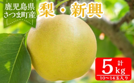 s094 [先行予約受付中!2025年9月中旬より順次発送]鹿児島県さつま町産ナシ・新興(5kg・10〜14玉入り)[大蔵果樹園]