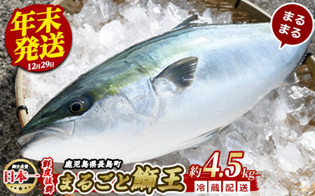 【12月29日発送予定】ぶりの王様「 鰤王 」 まるごと 1本 (約4.5kg) 産地直送 新鮮 旨味が抜群の 長島町 特産品 ブランド ぶり 鰤 ブリ 切り身 真空 冷蔵 刺身 ぶりしゃぶ しゃぶしゃぶ 魚 魚介 人気 ランキング 【JFA】jfa-6r-1229