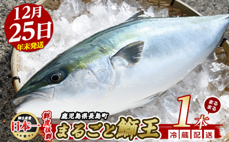 【2025年12月25日発送】テレビで紹介ぶりの王様「 鰤王 」 まるごと 1本 （約4.5kg） ラウンド 先行予約 産地直送 長島町 特産品 ブランド 鰤 冷蔵 ふるさと納税 ぶり 刺身 ぶりしゃぶ ぶり大根 海鮮丼 年末年始発送 【JFA】jfa-7r-1225