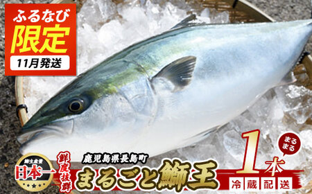 [ふるなび限定][先行予約 2025年11月上旬より順次発送]テレビで紹介ぶりの王様「 鰤王 」 まるごと 1本 (約4.5kg) ラウンド 先行予約 産地直送 長島町 特産品 ブランド 鰤 冷蔵 ふるさと納税 ぶり 刺身 ぶりしゃぶ ぶり大根 海鮮丼[JFA]jfa-1260-E