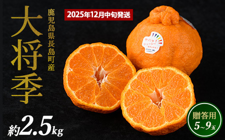 長島町産 大将季(ハウス) 贈答用 (約2.5kg) 12月中旬発送 [長島柑橘直販合同会社]kanchoku-1544A