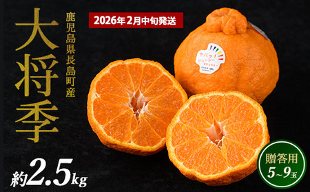 Y 叫GinEXj p (2.5kg) 2{ yk̍Ёzkanchoku-1544C