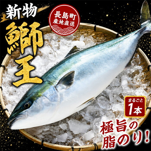 [14日前後で発送中] テレビで紹介ぶりの王様 新物「 鰤王 」 まるごと 1本 (約3.0kg〜) ラウンド 先行予約 産地直送 長島町 特産品 ブランド 鰤 冷蔵 ふるさと納税 ぶり 刺身 ぶりしゃぶ ぶり大根 海鮮丼[JFA]jfa-7114R8