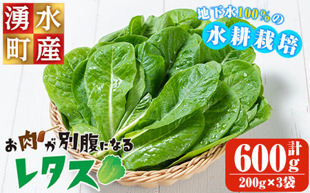 y470 《先行予約受付中！2025年9月以降順次発送》お肉が別腹になるレタス 計600g (200g×3袋) 国産 九州産 鹿児島県産 湧水町産 野菜 やさい レタス ロメインレタス 焼肉 焼き肉 バーベキュー BBQ 冷しゃぶ サラダ 水耕栽培【霧島製萌】