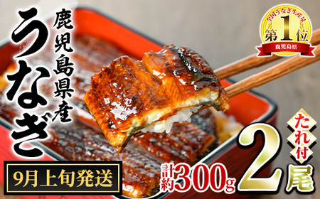 【0124314a-2509】＜9月上旬発送予定＞東串良町のうなぎ蒲焼(無頭)(2尾・計約300g・タレ、山椒付) うなぎ 高級 ウナギ 鰻 国産 蒲焼 蒲焼き たれ 鹿児島 ふるさと 人気【アクアおおすみ】