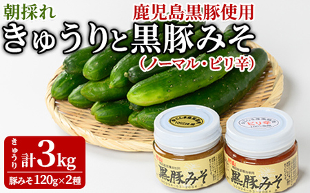 [0105905a][期間限定]朝採れ!新鮮!きゅうり(3kg) と物産館おススメ黒豚みそ(計240g・120g×2種) セット キュウリ 採れたて 野菜 鹿児島黒豚 [東串良物産館ルピノンの里]