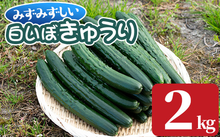 [0082702a]名産地の農家直送!みずみずしい白いぼきゅうり(計2kg) 野菜 やさい 旬 新鮮 サラダ キュウリ 胡瓜[吉ヶ崎農園]