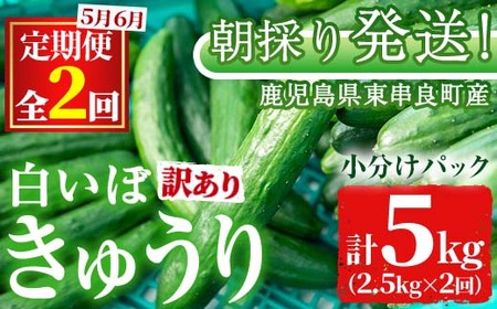 [0133903b][訳あり][定期便・全2回(5月・6月)]愛情たっぷり!牧内農園の白いぼきゅうり(2.5kg×2回) 不揃い 規格外 野菜 やさい 旬 新鮮 サラダ キュウリ 胡瓜 [牧内農園]