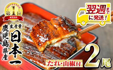 [0124314a-1W][翌週までに発送]東串良町のうなぎ蒲焼(無頭)(2尾・計約300g・タレ、山椒付)うなぎ 高級 ウナギ 鰻 丑の日 国産 蒲焼 蒲焼き たれ 鹿児島 ふるさと 人気[アクアおおすみ]