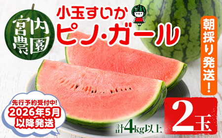 y0165005azs2026N5ȍ~tʂEsmEK[(2ʁEv4kgȏ) ʕ ʎ t[c XCJ smK[ ʌ Ԍy{_z