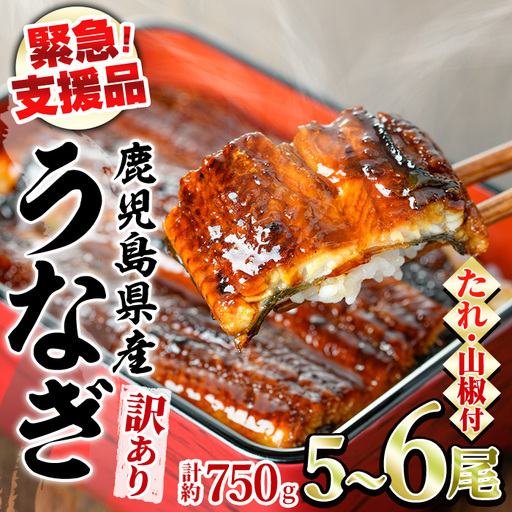 【0184359a】【緊急支援品】＜訳あり＞鰻の蒲焼き(無頭)(5～6尾・計約750g・タレ、山椒付) うなぎ ウナギ 鰻 国産 蒲焼 蒲焼き たれ 鹿児島 ふるさと 人気 支援 【アクアおおすみ】