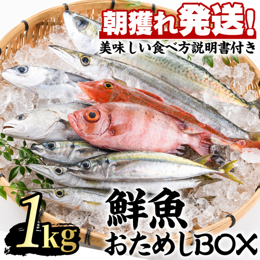 [0103213a]朝獲れ発送!鮮魚問屋が厳選した『鮮魚おためしBOX』(約1kg程度) 魚 魚介類 鮮魚 海鮮 詰め合わせ セット 刺身 天ぷら 煮つけ 塩焼き 鮮魚BOX [江川商店]