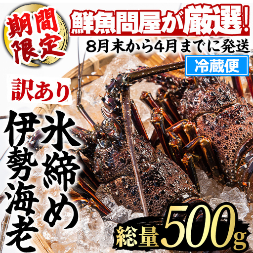 [0173208a][訳あり]朝獲れ発送!鮮魚問屋が厳選した氷締め伊勢海老(1〜2尾・総量500g以上) 伊勢エビ 伊勢えび 刺身 さしみ えび 海老 魚介類 海鮮 刺身 塩焼き 訳あり 訳アリ [江川商店]
