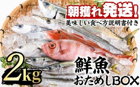 [0153201a]朝獲れ発送!鮮魚問屋が厳選した『鮮魚おためしBOX』(約2kg程度)魚 魚介類 鮮魚 海鮮 詰め合わせ セット 刺身 天ぷら 煮つけ 塩焼き[江川商店]