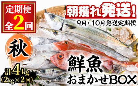 [0301102b][定期便・全2回(9月・10月)]「秋の鮮魚BOX」朝獲れ発送!鮮魚問屋が厳選したおまかせ鮮魚(約2kg程度×2回)魚 魚介類 鮮魚 海鮮 詰め合わせ セット 刺身 天ぷら 煮つけ 塩焼き[江川商店]