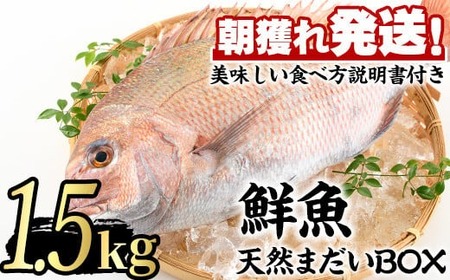 [0203205a]鮮度が命!鮮魚問屋が厳選した『天然真鯛』(1-2尾・総量1.5kg以上)魚 魚介類 鮮魚 海鮮 煮つけ 塩焼き[江川商店]