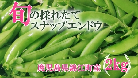 No.1395-1[先行受付]期間限定!! 農家直送〜新鮮スナップエンドウたっぷり2kg