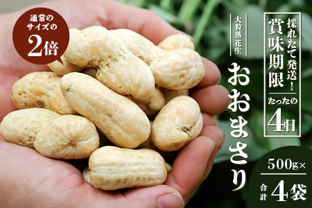 食べ応え抜群の大粒落花生「おおまさり」５００g袋×４袋≪数量限定≫★7月中旬より順次発送★鹿児島県産