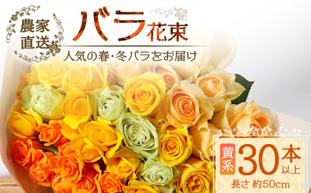 [人気の春・冬薔薇をお届け] ばら農家直送 ! バラ花束30本以上お届け(黄系) [ギフト対応可]TB-15 │ ローズ 新鮮 花 フラワー 花束 ばら 薔薇 バラ 誕生日 記念日 結婚祝い ギフト プレゼント お祝い 贈り物 贈答 鹿児島県 南大隅町 富田園