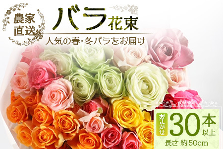 [人気の春・冬薔薇をお届け] ばら農家直送 ! バラ花束30本以上お届け(色はおまかせ) [ギフト対応可]TB-16 │ ローズ 新鮮 花 フラワー 花束 ばら 薔薇 バラ 誕生日 記念日 結婚祝い ギフト プレゼント お祝い 贈り物 贈答 鹿児島県 南大隅町 富田園