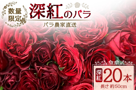 [先行予約][数量限定・ギフト]ばら農家直送!深紅の薔薇20本お届け TB-17│ローズ 新鮮 バラ 花 フラワー 花束 ばら 薔薇 誕生日 記念日 結婚祝い プロポーズ ギフト プレゼント お祝い 贈り物 贈答 鹿児島県 南大隅町 富田バラ園