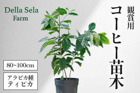 観賞用コーヒー苗木 80cm〜100cm アラビカ種 ティピカ DS-2 | 苗木 植物 グリーン 観賞 珈琲豆の木 珈琲 コーヒーの木 観葉植物 鹿児島県 南大隅町 株式会社デラセーラ