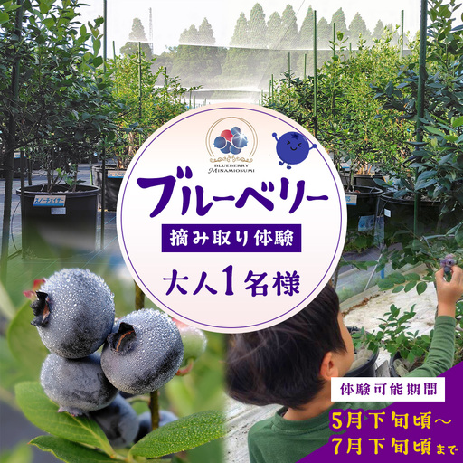 鹿児島県の南国!南大隅町の農園で、ブルーベリー摘み取り体験♪ ブルーベリー摘み取り体験チケット (60分食べ放題) ≪大人1名様分≫ BO-3|鹿児島県 南大隅町 農園 収穫体験 果物 ブルーベリー チケット 体験 本土最南端
