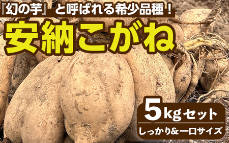 n331 [先行予約受付中!2025年10月下旬頃より順次発送予定]種子島産 安納こがね(5kgセット) 国産 安納芋 黄金本場 種子島 芋 イモ いも さつまいも さつま芋 安納いも 野菜 [なかたね農産]