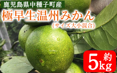 n373 [先行予約受付中!2025年9月上旬〜10月下旬頃に順次発送予定]鹿児島県種子島産!極早生温州みかん(約5kg) 国産 蜜柑 ミカン 柑橘 サイズ大小混合 果物 フルーツ くだもの 旬 [提果樹園]