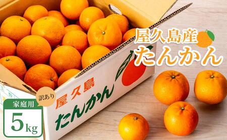 2025年 屋久島産たんかん 家庭用 訳あり 約5kg(S～2Lサイズ・少々キズあり)＜先行予約／数量限定＞【 たんかん たんかん たんかん たんかん たんかん 】