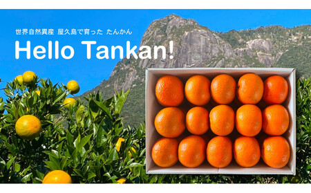 【相良パーティ】『ハローたんかん』屋久島産【M,Lサイズ5kg】