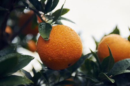 [先行予約]大山果樹園おすすめ 屋久島たんかん 約5kg[家庭用・訳あり]